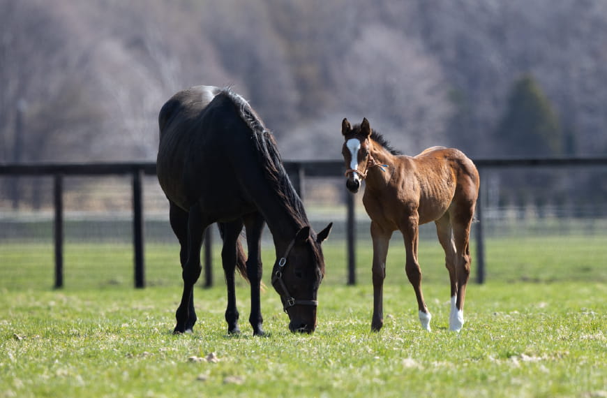 26年大卒★競走馬を生産・育成する現場スタッフサムネイル