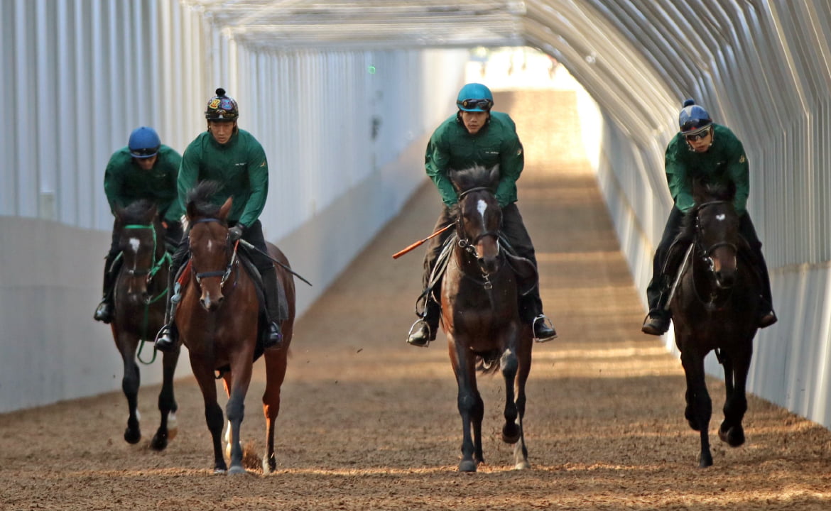 26年大卒★競走馬の調教スタッフを目指す未経験者プログラム(契約社員)サムネイル