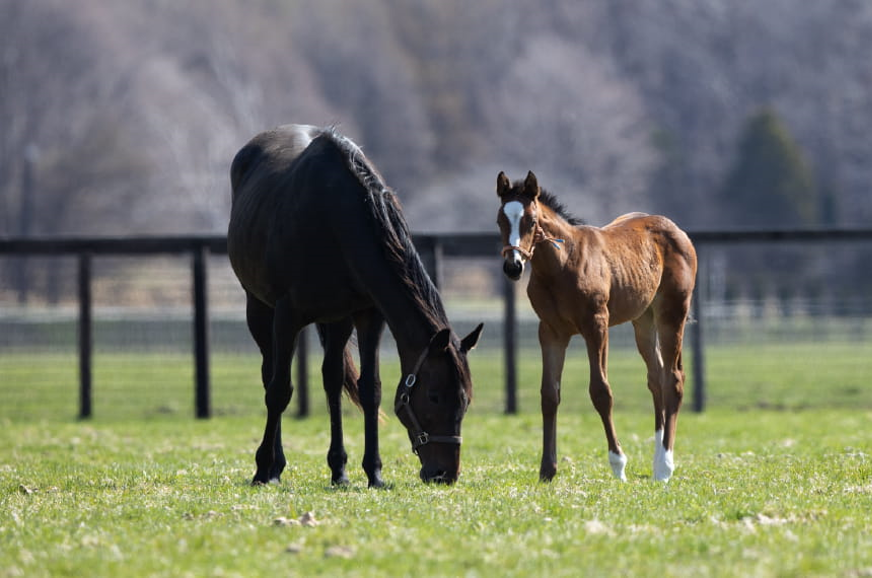 27年大卒★競走馬を生産・育成する現場スタッフサムネイル