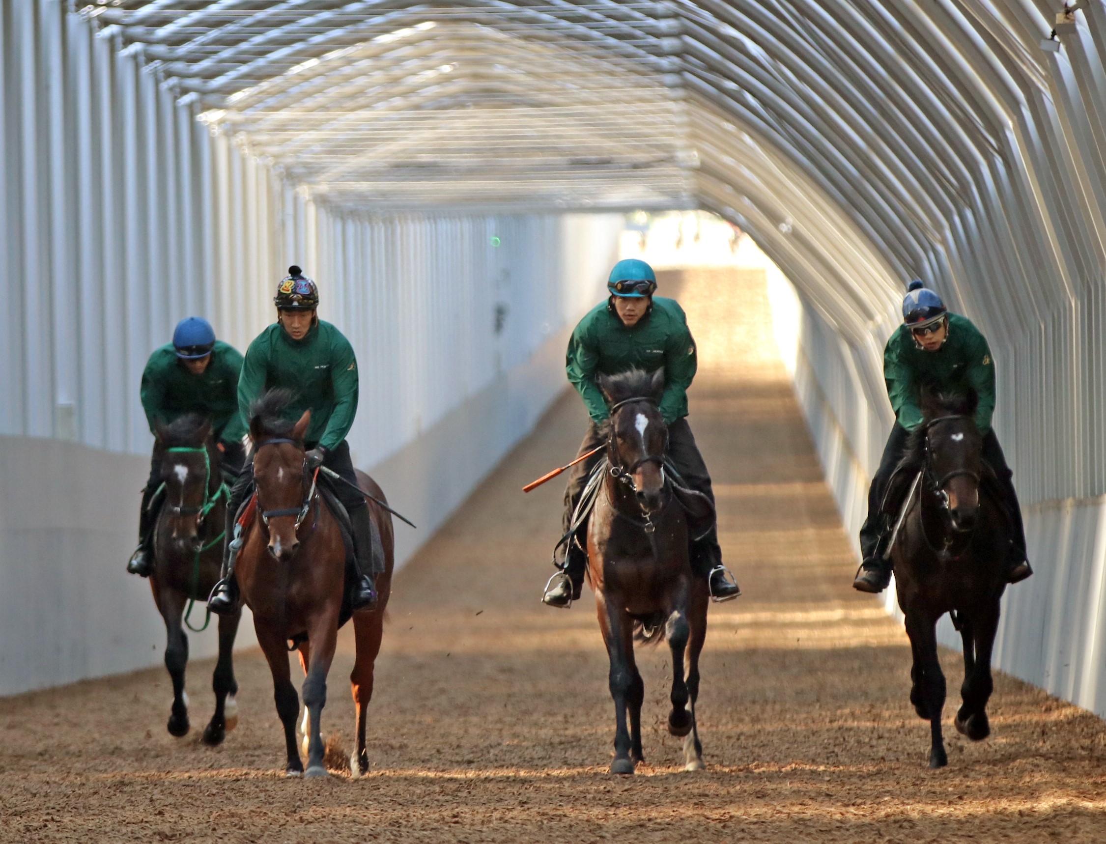 27年大卒★競走馬の調教スタッフを目指す未経験者プログラム（契約社員）サムネイル